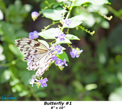 Butterfly 1 8' x 10'