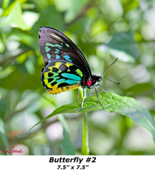 Butterfly 2 7