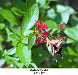 Butterfly 6 8