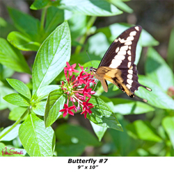 Butterfly 7 9' x 10'