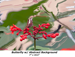 Butterfly Abstract Background 7' x 10