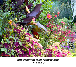 Smithsonian Mall Flower Bed